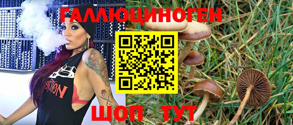 Псилоцибиновые грибы Psilocybine cubensis  Вход с VPN  что такое   Алатырь 